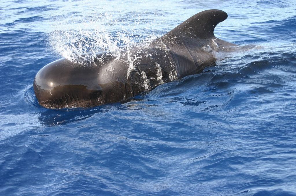 whale watching madeira season