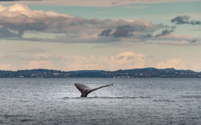 Näetkö valaita Madeiran saarella? Täydellinen opas