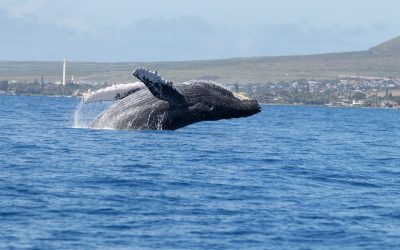 Where to See Whales in Europe? Top 7 Destinations You Can’t Miss