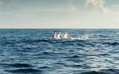 Best Boat Trips in Madeira: 6 Stunning Tours to Book