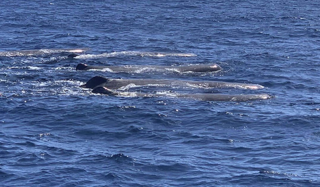 7 Best Whale Watching Companies in Madeira (2025 Expert Guide)