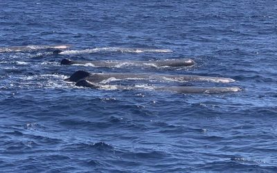 7 Best Whale Watching Companies in Madeira (2025 Expert Guide)