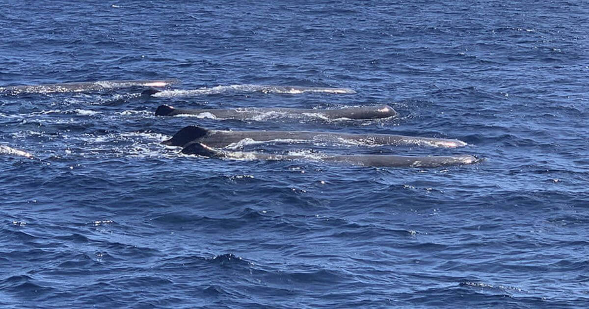 7 Best Whale Watching Companies in Madeira (2025 Expert Guide)