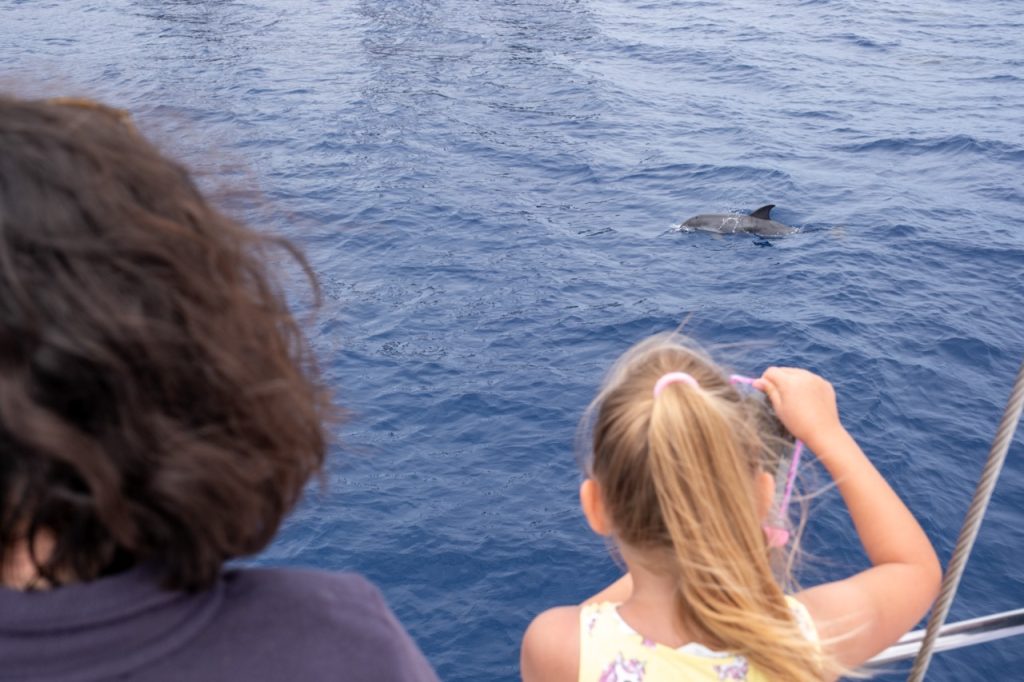 Madeira Island Activities: Boat tour with dolphin and whale watching in Bonita da Madeira