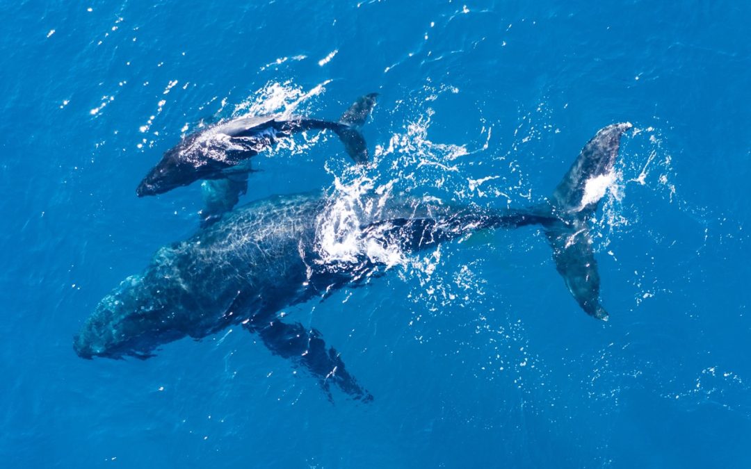 What to Expect on a Whale Watching Tour in Madeira: Species, Seasons & Tips