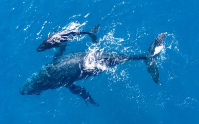 What to Expect on a Whale Watching Tour in Madeira: Species, Seasons & Tips