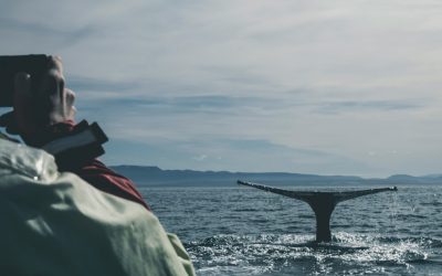 7 Best Whale Watching Destinations in Europe