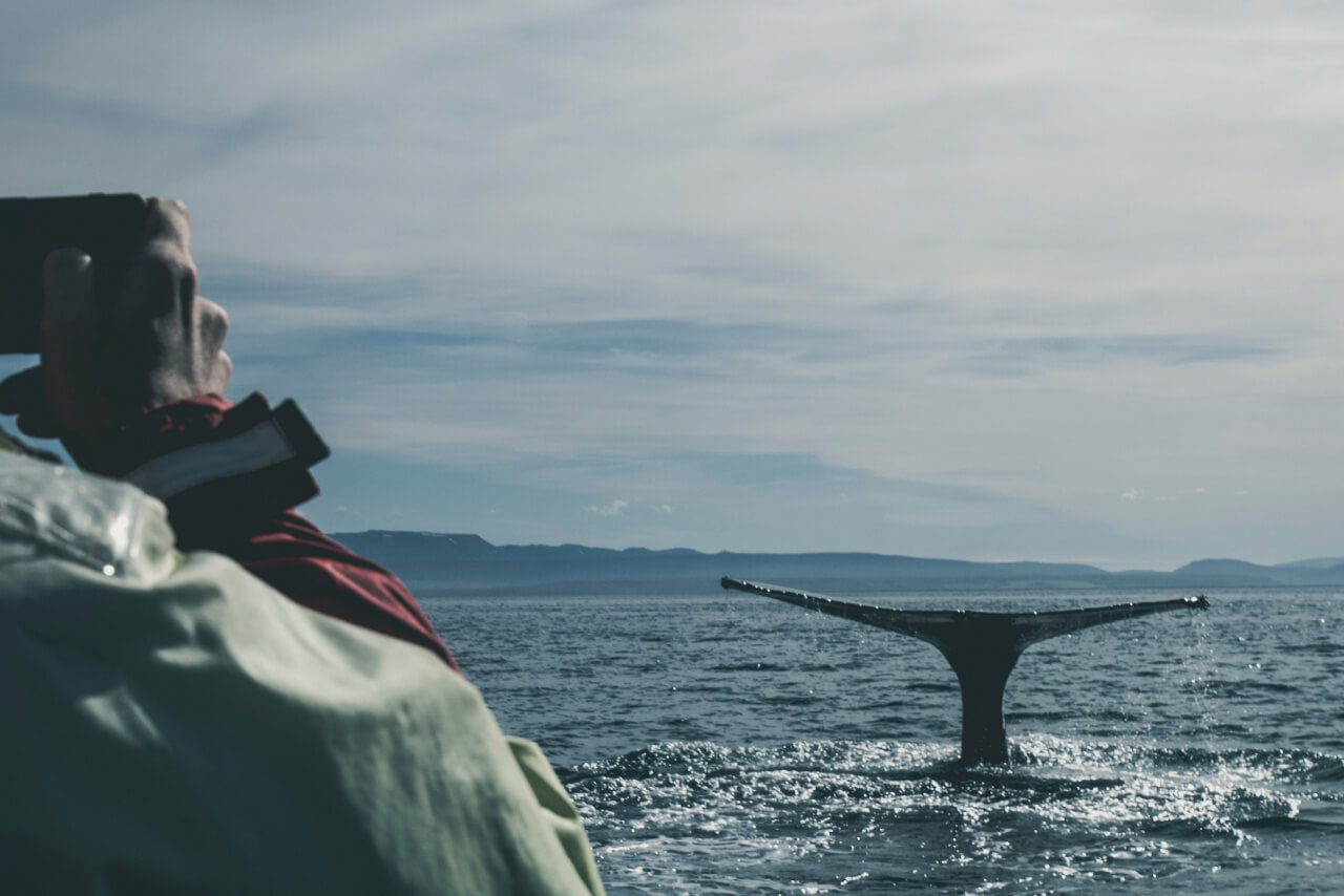 7 Best Whale Watching Destinations in Europe