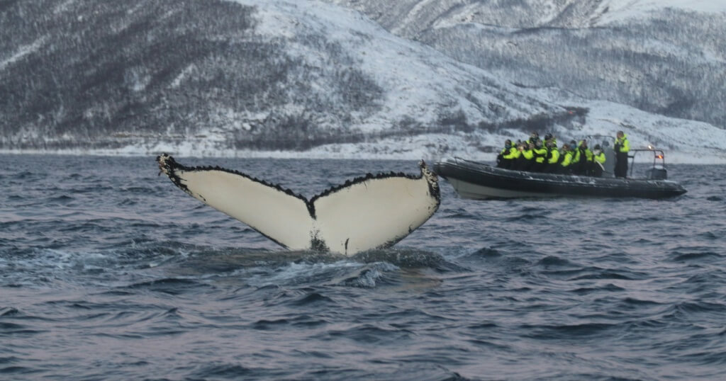 Whale Watching Destinations in Europe: Tromsø, Norway