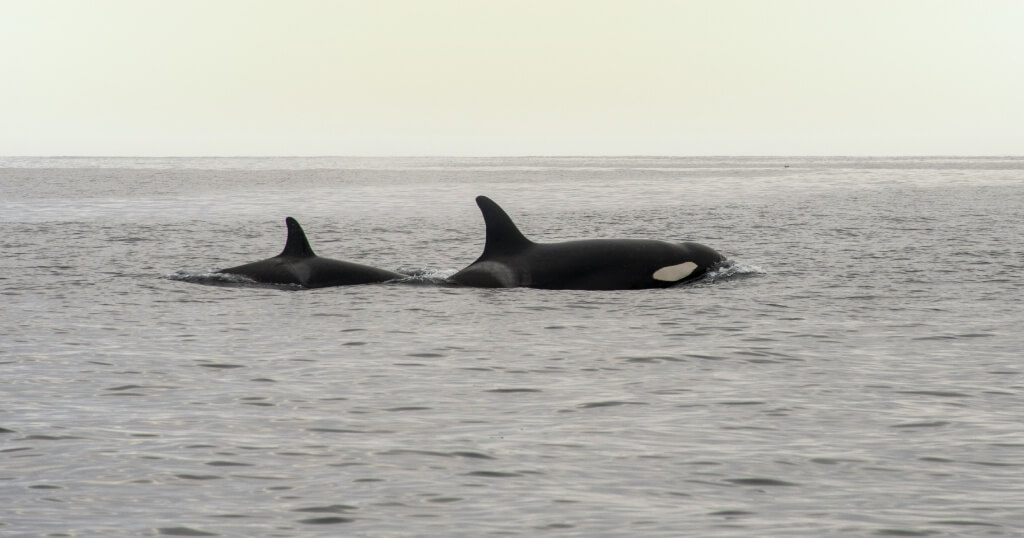 Whale Watching Destinations in Europe: Gibraltar, Orcas