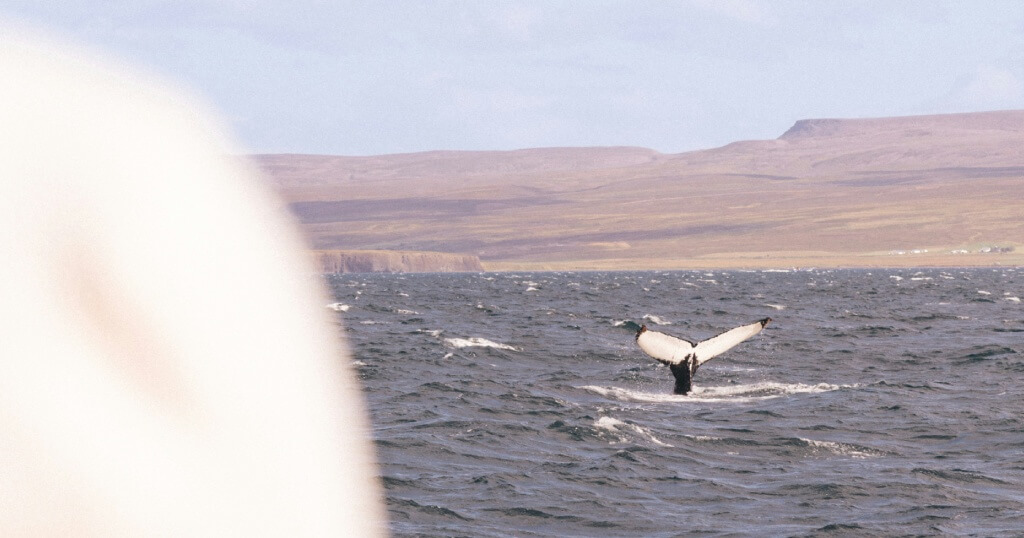 Whale Watching Destinations in Europe: Iceland