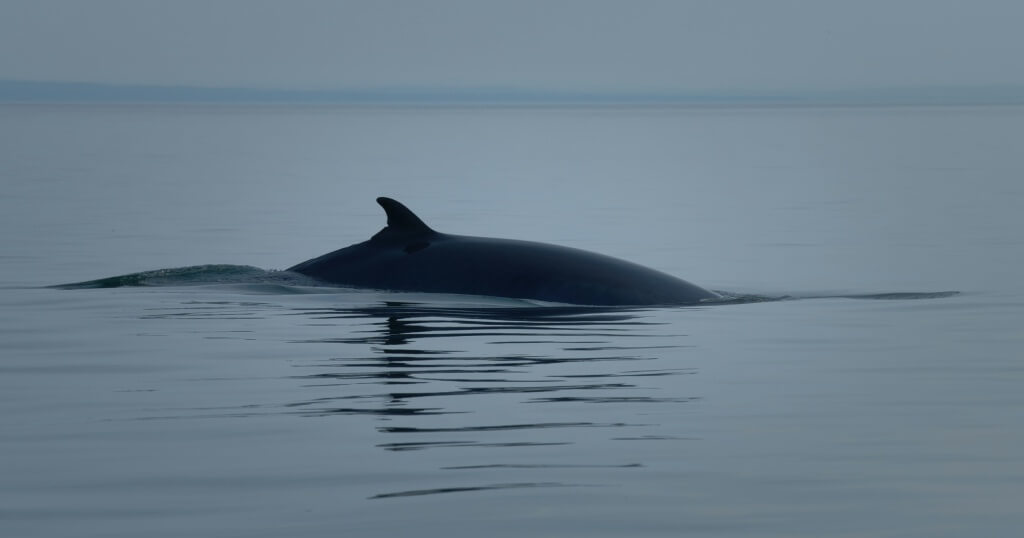 Whale Watching Destinations in Europe: Scotland