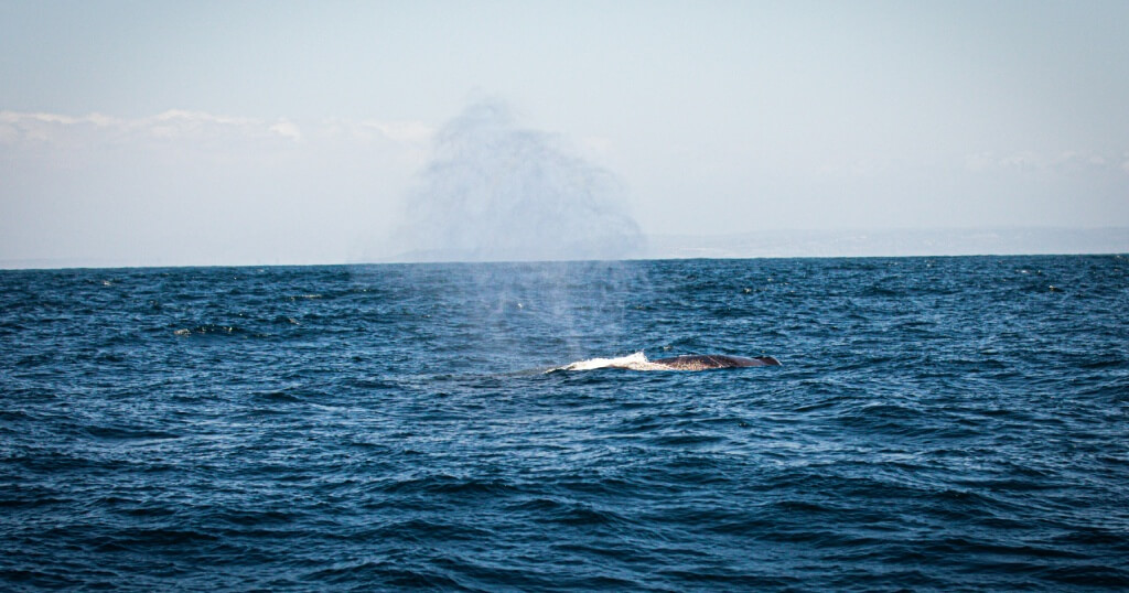 Whale Watching Destinations in Europe: The Canary Island